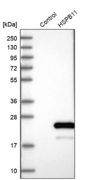 Anti-HSPB11 antibody produced in rabbit Prestige Antibodies&#174; Powered by Atlas Antibodies, affinity isolated antibody, buffered aqueous glycerol solution