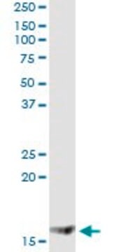 Monoclonal Anti-MGST2 antibody produced in mouse clone 1D11, ascites fluid