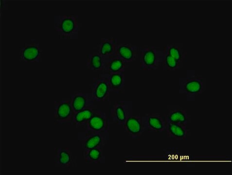 Anti-ZFP37 antibody produced in mouse IgG fraction of antiserum, buffered aqueous solution