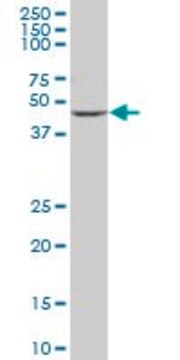 Anti-CYP2D6 antibody produced in mouse purified immunoglobulin, buffered aqueous solution