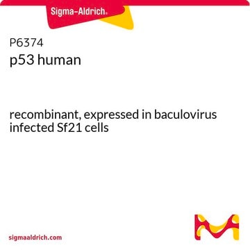 p53 人 recombinant, expressed in baculovirus infected Sf21 cells