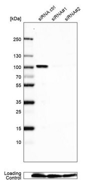 Anti-NCAPH2 antibody produced in rabbit Prestige Antibodies&#174; Powered by Atlas Antibodies, affinity isolated antibody