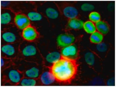 Monoclonal Anti-Ku80 antibody produced in mouse clone MEM-54