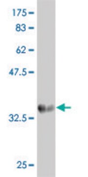 Monoclonal Anti-VPS35 antibody produced in mouse clone 2D3, purified immunoglobulin, buffered aqueous solution