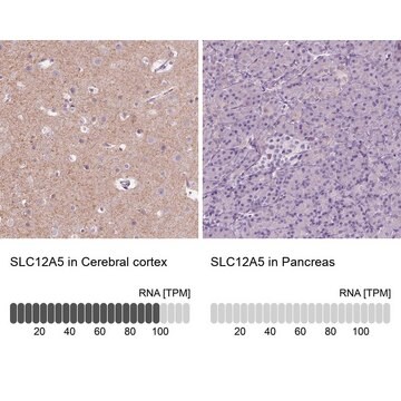 Anti-SLC12A5 antibody produced in rabbit Prestige Antibodies&#174; Powered by Atlas Antibodies, affinity isolated antibody, buffered aqueous glycerol solution