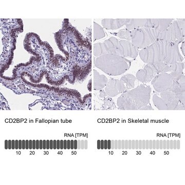 Anti-CD2BP2 antibody produced in rabbit Prestige Antibodies&#174; Powered by Atlas Antibodies, affinity isolated antibody, buffered aqueous glycerol solution