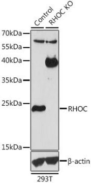 Anti-RHOC antibody produced in rabbit