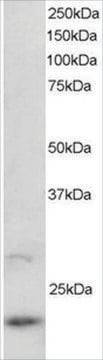 Anti-ARL2 antibody produced in goat affinity isolated antibody, buffered aqueous solution