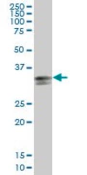 Anti-HLA-DPA1 antibody produced in mouse purified immunoglobulin, buffered aqueous solution