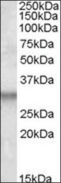 Anti-ITM2B antibody produced in goat affinity isolated antibody, buffered aqueous solution