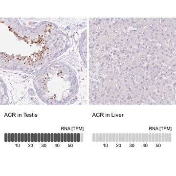 Anti-ACR antibody produced in rabbit Prestige Antibodies&#174; Powered by Atlas Antibodies, affinity isolated antibody, buffered aqueous glycerol solution