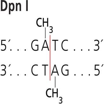 Dpn I 来源于肺炎链球菌 Restriction Enzyme