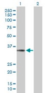 Anti-TNFSF13B antibody produced in mouse purified immunoglobulin, buffered aqueous solution