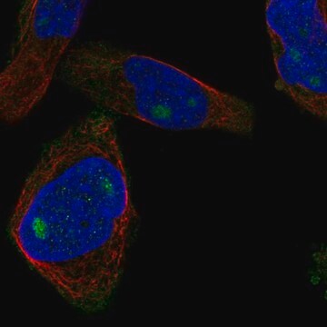 Anti-CUZD1 antibody produced in rabbit Prestige Antibodies&#174; Powered by Atlas Antibodies, affinity isolated antibody