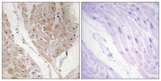 Anti-LEG2 antibody produced in rabbit affinity isolated antibody