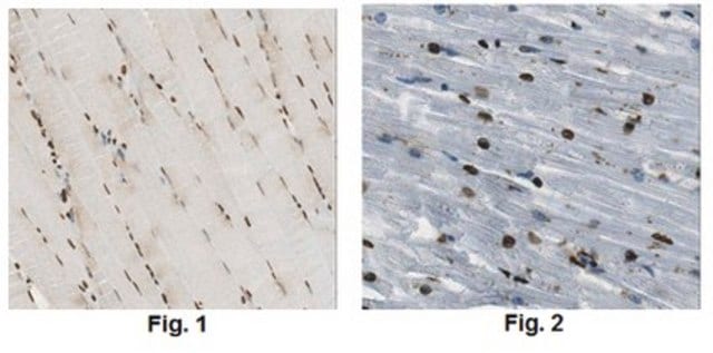 Anti-Uracil-DNA glycosylase Antibody, clone 8G10.1 clone 8G10.1, from mouse