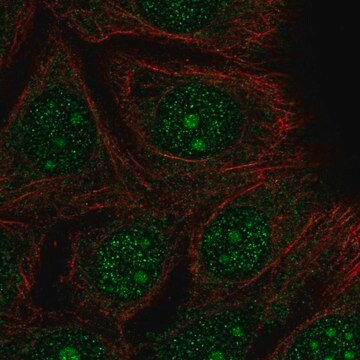 Anti-DEGS2 antibody produced in rabbit Prestige Antibodies&#174; Powered by Atlas Antibodies, affinity isolated antibody, buffered aqueous glycerol solution