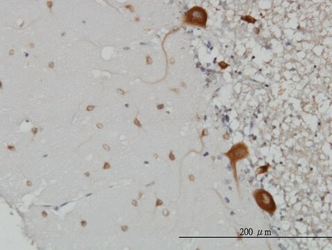 Monoclonal Anti-FARSLB antibody produced in mouse clone 2F11, purified immunoglobulin, buffered aqueous solution