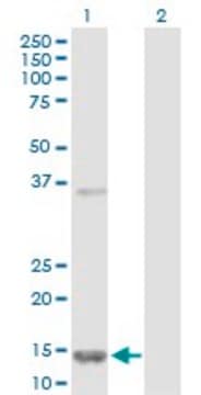 Anti-FABP5 antibody produced in rabbit purified immunoglobulin, buffered aqueous solution