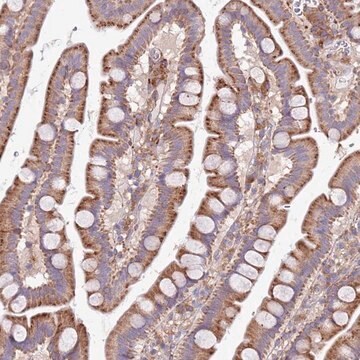 Anti-ARMCX6 antibody produced in rabbit Prestige Antibodies&#174; Powered by Atlas Antibodies, affinity isolated antibody, buffered aqueous glycerol solution