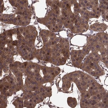 Anti-FBXW11 antibody produced in rabbit Prestige Antibodies&#174; Powered by Atlas Antibodies, affinity isolated antibody