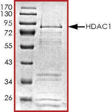 HDAC1, active, GST tagged human recombinant, expressed in baculovirus infected Sf9 cells, &#8805;70% (SDS-PAGE), buffered aqueous glycerol solution