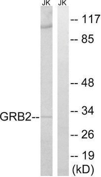 Anti-GRB2 antibody produced in rabbit affinity isolated antibody