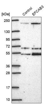 Anti-EFCAB3 antibody produced in rabbit Prestige Antibodies&#174; Powered by Atlas Antibodies, affinity isolated antibody, buffered aqueous glycerol solution