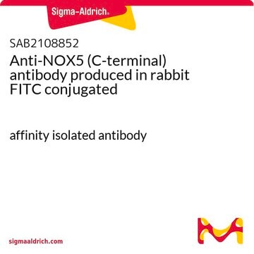 Anti-NOX5 (C-terminal) antibody produced in rabbit FITC conjugated affinity isolated antibody