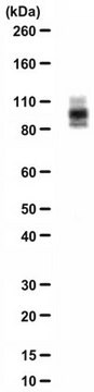 Anti-DISC1 Antibody from rabbit, purified by affinity chromatography