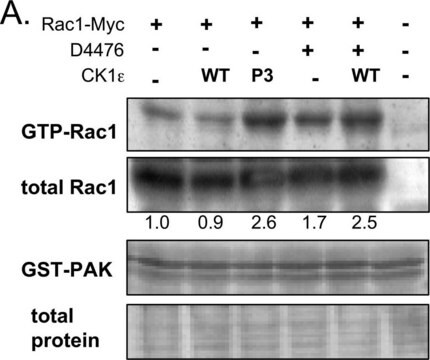 Anticorps anti-Rac1, clone 23A8 clone 23A8, Upstate&#174;, from mouse