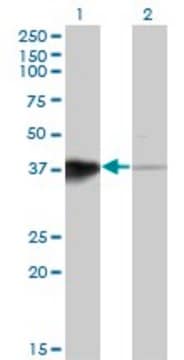 Monoclonal Anti-HOXB5 antibody produced in mouse clone 3F10, purified immunoglobulin, buffered aqueous solution