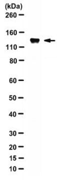 Anti-JMY Antibody, clone HMY 117