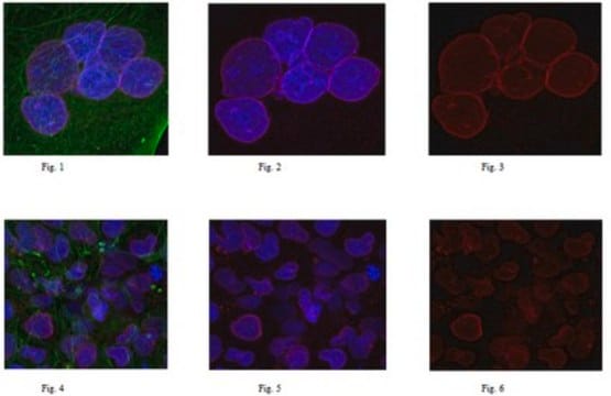 Anticorpo anti-nesprina-2, clone K20-478 clone K20-478, from mouse