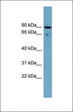 Anti-SLC26A9 antibody produced in rabbit affinity isolated antibody