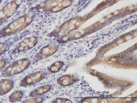 Monoclonal Anti-TOMM22 antibody produced in mouse clone 4G4, purified immunoglobulin, buffered aqueous solution