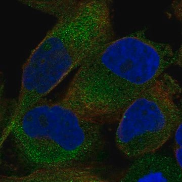 Anti-Shtn1 Antibody Produced In Rabbit Prestige Antibodies&#174; Powered by Atlas Antibodies, affinity isolated antibody, buffered aqueous glycerol solution