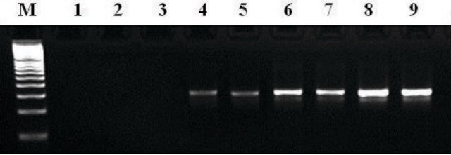 MTP&#8482; Taq DNA 聚合酶 Taq DNA Polymerase, free of DNA contaminants