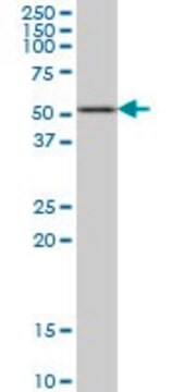 Monoclonal Anti-HDAC3 antibody produced in mouse clone 3E11, purified immunoglobulin, buffered aqueous solution