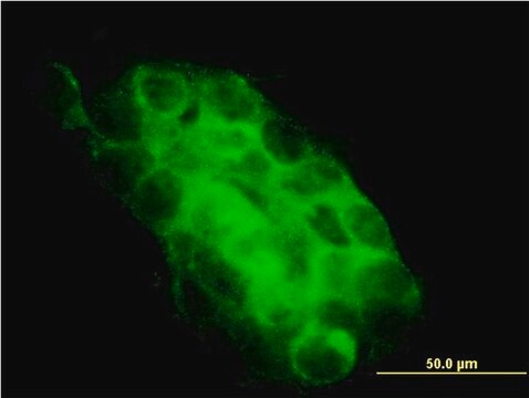 Monoclonal Anti-USP31 antibody produced in mouse clone 3B6, purified immunoglobulin, buffered aqueous solution