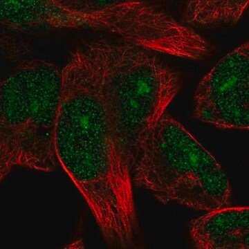 Anti-TRIM72 antibody produced in rabbit Prestige Antibodies&#174; Powered by Atlas Antibodies, affinity isolated antibody, buffered aqueous glycerol solution