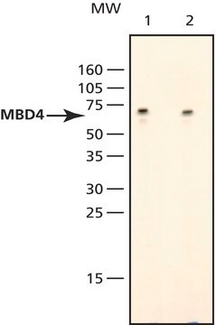 Anti-MBD4 antibody produced in rabbit ~1&#160;mg/mL, affinity isolated antibody, buffered aqueous solution