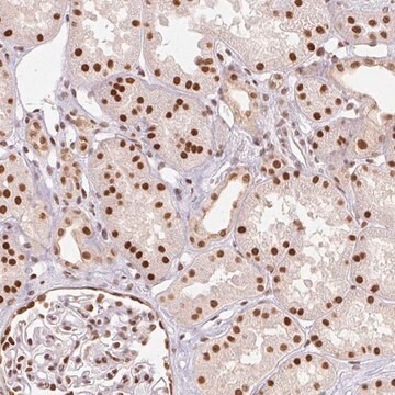 Anti-RTP4 antibody produced in rabbit Prestige Antibodies&#174; Powered by Atlas Antibodies, affinity isolated antibody, buffered aqueous glycerol solution