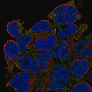 Anti-Cd27 Antibody Produced In Rabbit Prestige Antibodies&#174; Powered by Atlas Antibodies, affinity isolated antibody, buffered aqueous glycerol solution