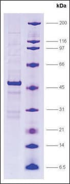 Dr1 (NC2&#946;, 19 kDa), GST tagged human recombinant, expressed in E. coli, &#8805;80% (SDS-PAGE)