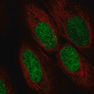 Anti-ASF1A antibody produced in rabbit Prestige Antibodies&#174; Powered by Atlas Antibodies, affinity isolated antibody