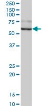 Anti-GUSB antibody produced in mouse purified immunoglobulin, buffered aqueous solution