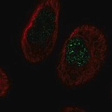 Anti-TMEM45B antibody produced in rabbit Prestige Antibodies&#174; Powered by Atlas Antibodies, affinity isolated antibody, buffered aqueous glycerol solution