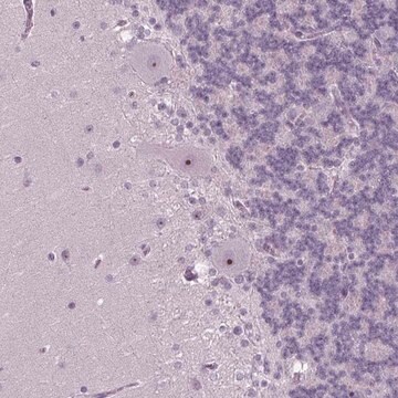 Anti-SMIM18 antibody produced in rabbit Prestige Antibodies&#174; Powered by Atlas Antibodies, affinity isolated antibody, buffered aqueous glycerol solution