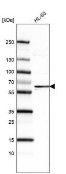 Monoclonal Anti-FUT4 antibody produced in mouse Prestige Antibodies&#174; Powered by Atlas Antibodies, clone CL6334, purified immunoglobulin, buffered aqueous glycerol solution